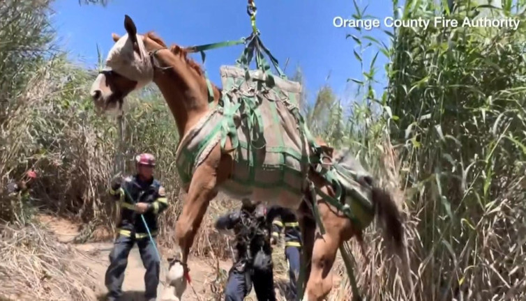 ABD’de düşerek yaralanan at, helikopterle götürüldü