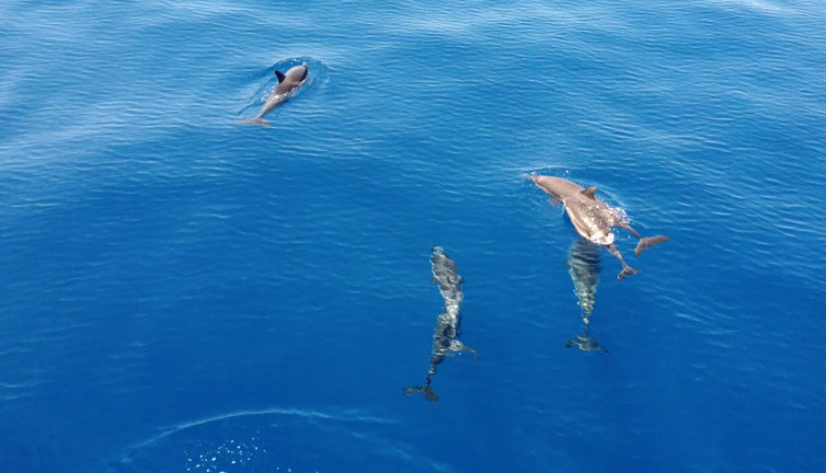 Akdeniz'deki yunuslar tehlike altında
