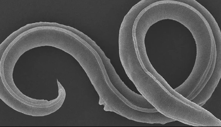 46 bin yıllık solucan canlandı. Bilim kurgu hikâyesi gibi olay