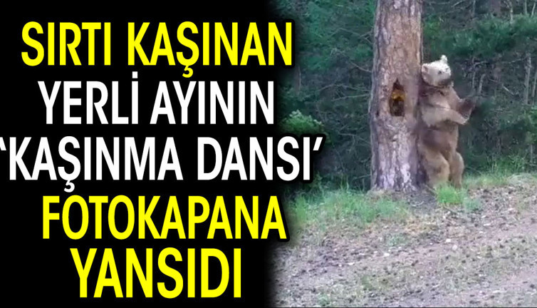 Sırtı kaşınan yerli ayının kaşınma dansı fotokapana yansıdı
