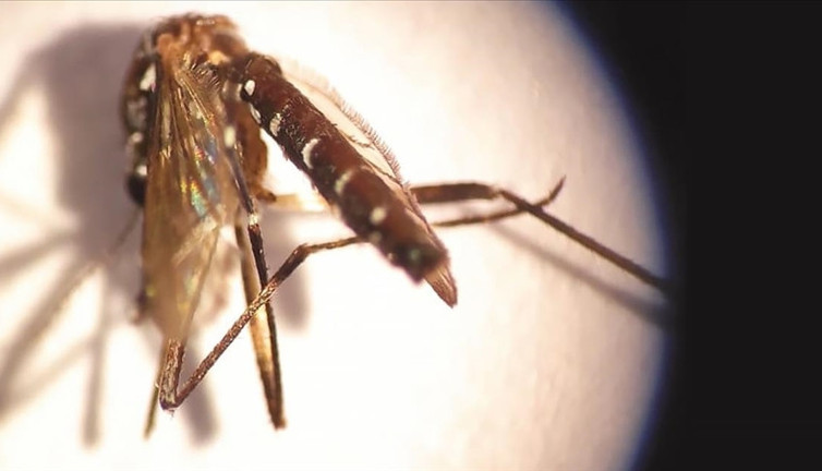 Asya kaplan sivrisineğine karşı plastik atık uyarısı