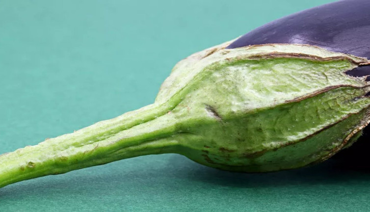 Patlıcan sapı kürü nasıl yapılır? Patlıcan sapının faydaları neler?