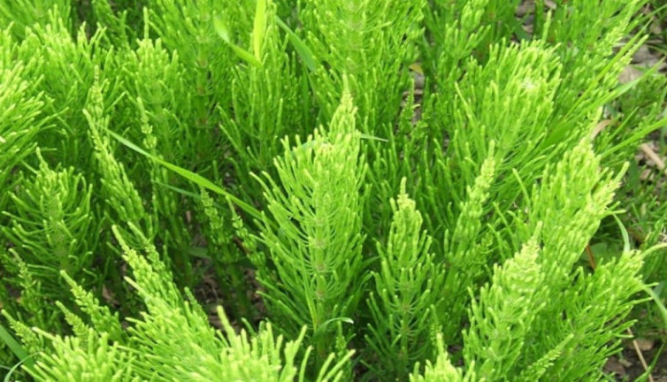 Böbreklere, ödem ve şişliğe iyi geliyor. Faydaları saymakla bitmeyen ot ortaya çıktı