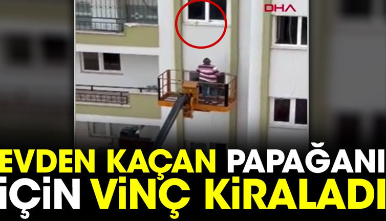 Evden kaçan papağanı için vinç kiraladı