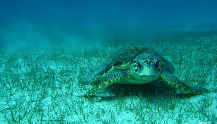 Emine Erdoğan'dan ‘deniz kaplumbağası’ paylaşımı