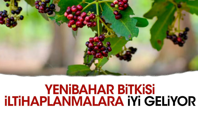 İltihaplanmalara iyi gelen mucize ot (12 Ağustos 2023)