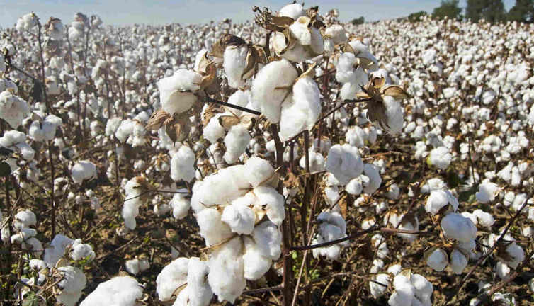 Bir AKP efsanesi. Tarlalara binalar yapılınca ekim alanları daraldı. Ekim alanı küçülünce pamuk ithalatı başladı