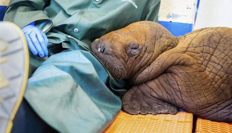 Sürekli temasa muhtaç mors yaşamını yitirdi