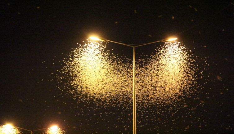 Sakarya'da birgün sineklerinin "ölüm uçuşu" başladı