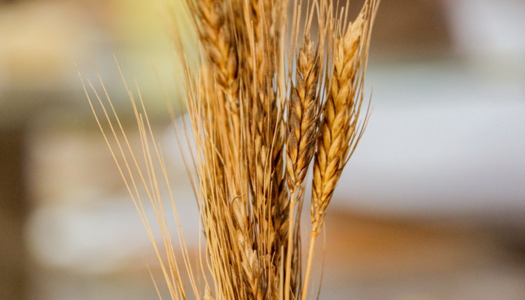 Ata tohumundan üretilen mucize besin ortaya çıktı. Kanser tedavisinde yan etkileri azaltıyor