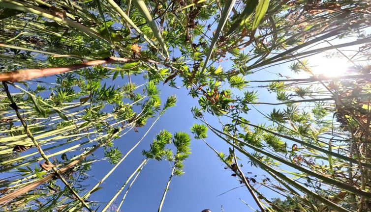 Samsun'da kenevir ekim alanları genişliyor