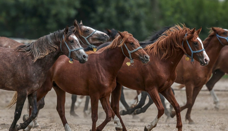 Resmi Gazete'de yayımlandı. Milyonluk 15 tay satışa çıkardı