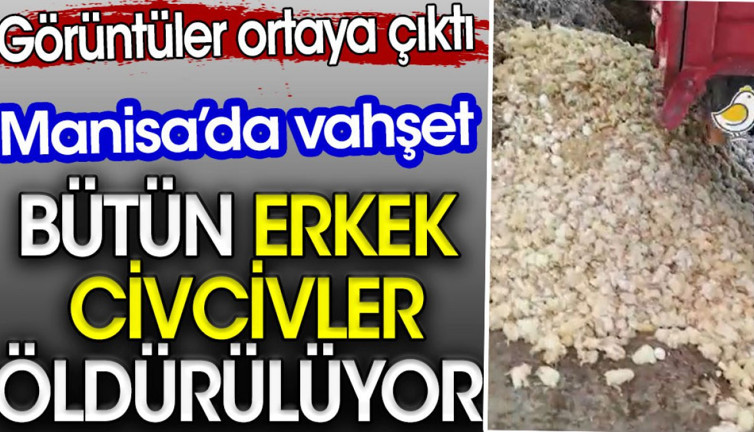 Bütün erkek civcivler öldürülüyor. Manisa’da görüntüler ortaya çıktı