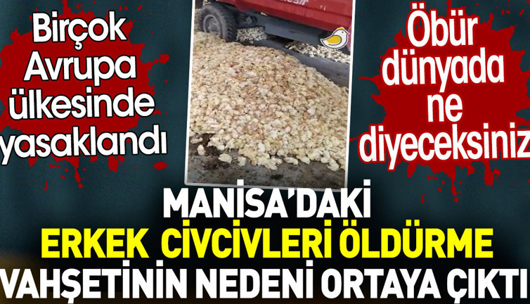 Manisa’daki erkek civcivlerin öldürülme nedeni ortaya çıktı