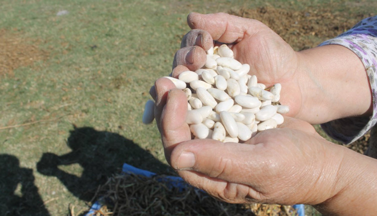 Manyas Kazak fasulyesi coğrafi işaret olarak tescil edildi