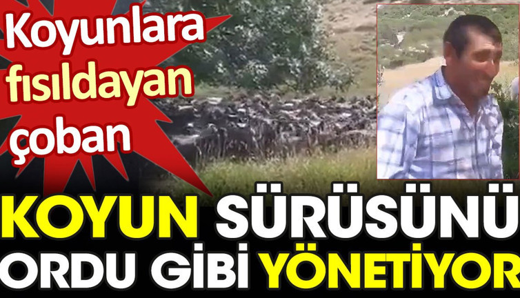 Koyunlara fısıldayan çoban. Sürüyü ordu gibi yönetiyor