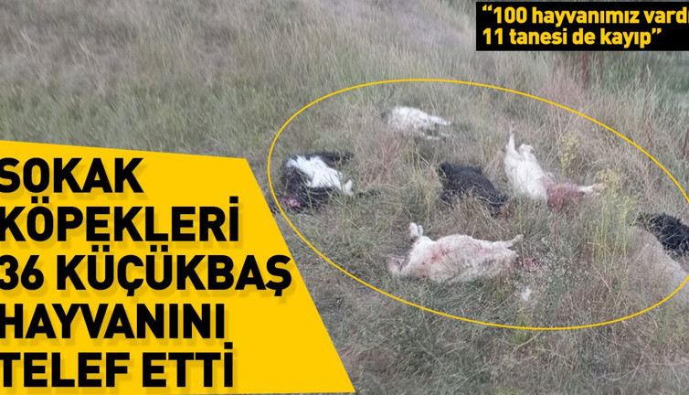 Sokak köpekleri 36 küçükbaş hayvanını telef etti
