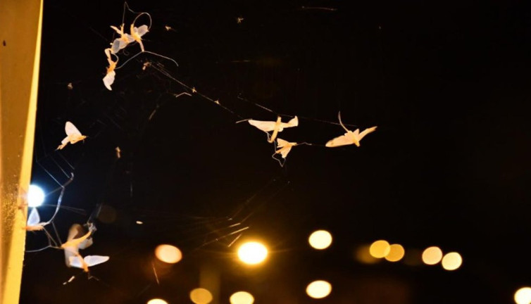 Ardahan'da 'bir günlükler'in 'ölüm uçuşu' sürüyor