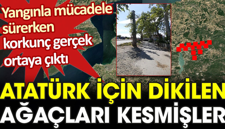 Çanakkale yangınında skandal ortaya çıktı: Atatürk için dikilen ağaçları kesmişler