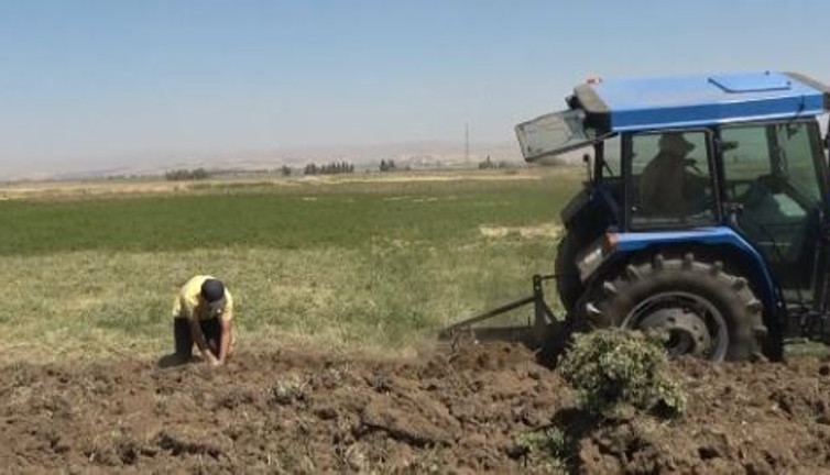 Doğada kendiliğinden yetişiyor. Koca bölgenin geçim kaynağı oldu