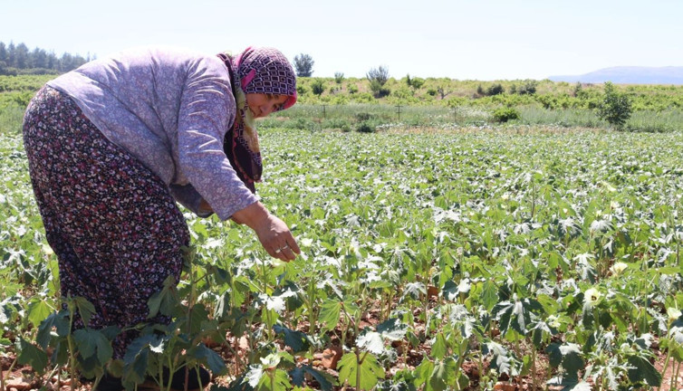 Yeşil altında hasat sürüyor. Kurusu 1000 yaşı 200 TL