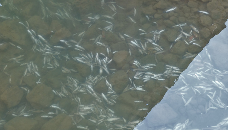 Gümüşhane’de Harşit Çayı balık mezarlığına döndü