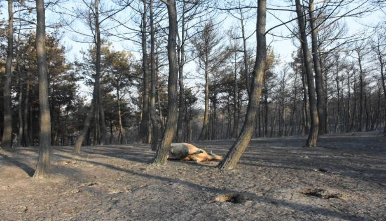 Köyler boşaltılıyor, hayvanlar telef oluyor. Yangın sonrası jandarmadan tahliye anonsu