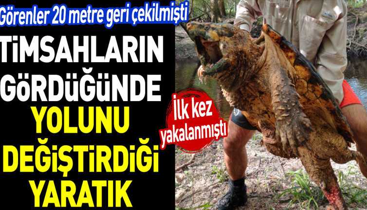 Timsahların gördüğünde yolunu değiştirdiği yaratık! Görenler 20 metre geri çekilmişti! İlk kez yakalanmıştı