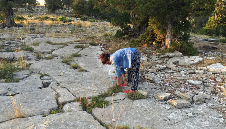 Yaylada kendiliğinden yetişiyor tutamı 15 TL. Kökünü bırakıyorlar seneye tekrar çıkıyor