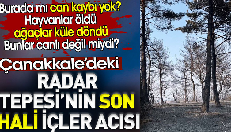 Can kaybı yok dediler. Hayvanlar öldü, ağaçlar küle döndü! Bunlar canlı değil mi