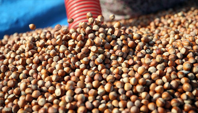 FİSKOBİRLİK fındık alımlarına başladı