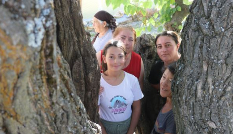 Öldü denilen 7 asırlık anıt ağaç yeşerdi