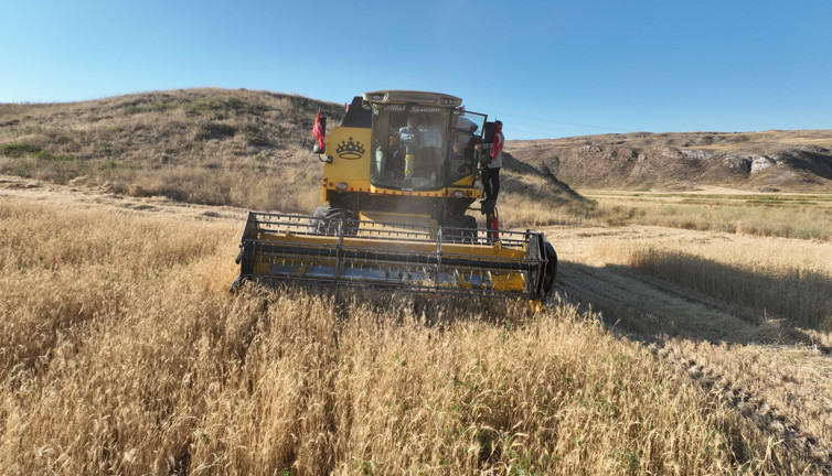 200 dönüme ekildi protein deposu çıktı. Ata tohumu metruk evde bulunmuştu