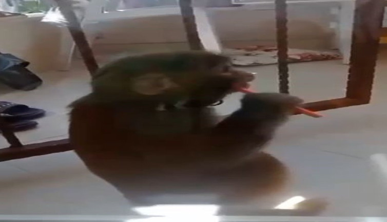 İstanbul’da maymun dehşeti