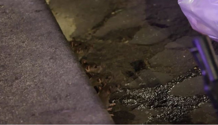 Milyonlarca fare şehri istila etti. Her köşe başından onlar çıkıyor