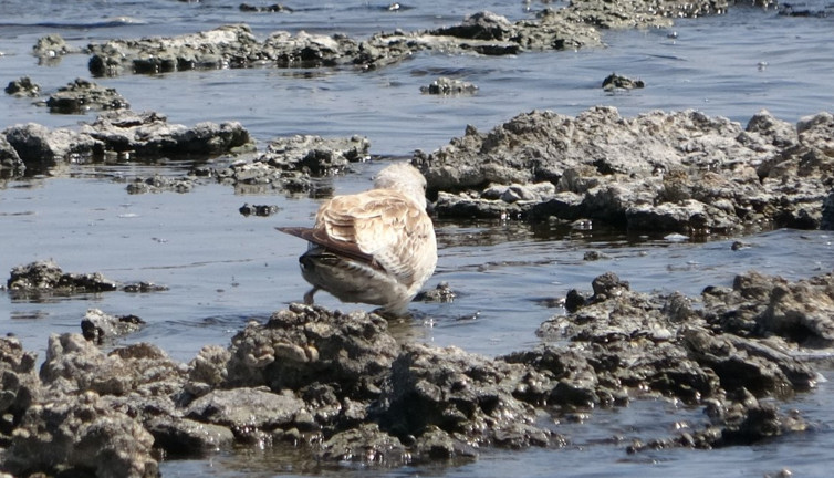 İnci kefalleri gölü terk edince martılar stresten toplu şekilde öldü