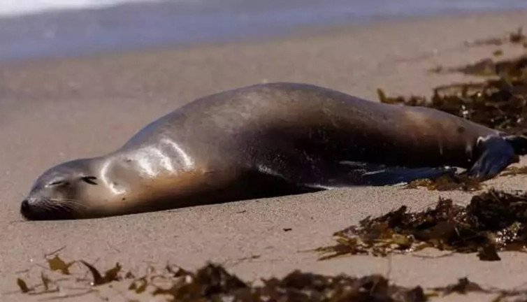 Arjantin'de kuş gribi onlarca denizaslanını öldürdü. İnsanlara bulaşır mı?