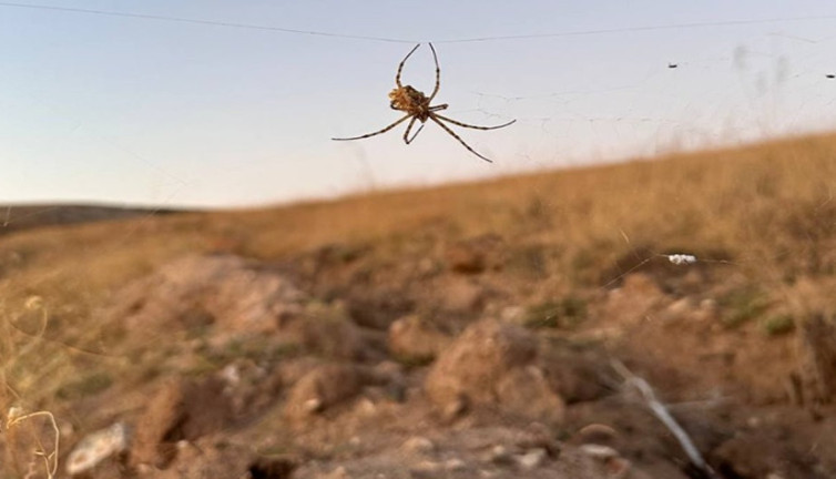 Argiope lobata Türkiye’de görüldü. Dünyanın en zehirli örümcekleri arasında gösteriliyor