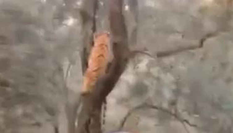 Aydın'da ağaçta kaplan görüldü iddiası. Türkiye yol geçen hanı olunca kim bilir kim getirdi