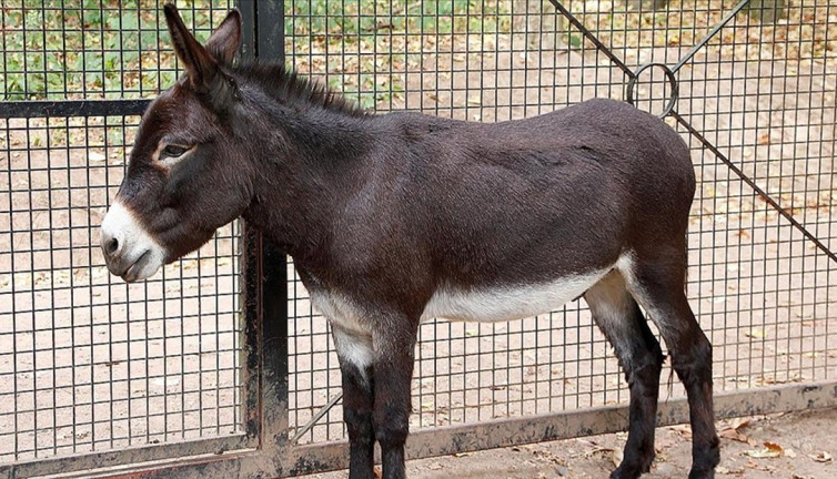 Adana'da kesilmek üzere 12 eşek ele geçirildi