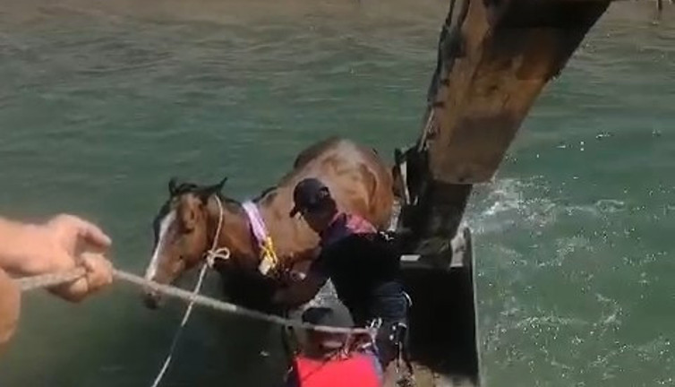 Batman'da serinlemek isteyen at su kanalına düştü