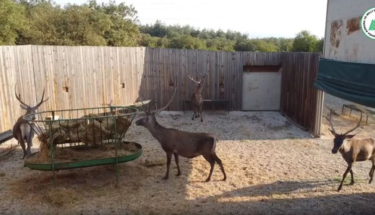 Kızıl Geyikler atalarının topraklarına geri döndü