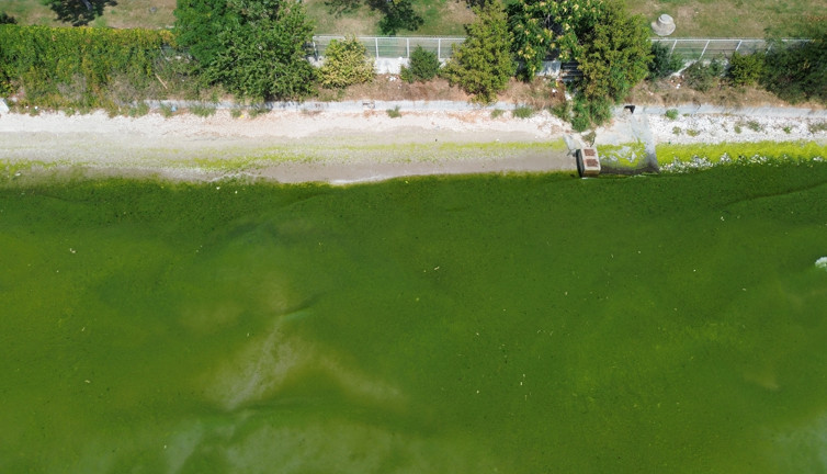 Florya Sahilinde deniz yeşile büründü