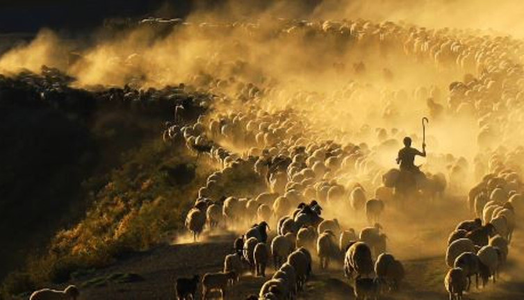 Koyun sürüsü Nemrut Dağı'nda tozu dumana katıp ilerledi