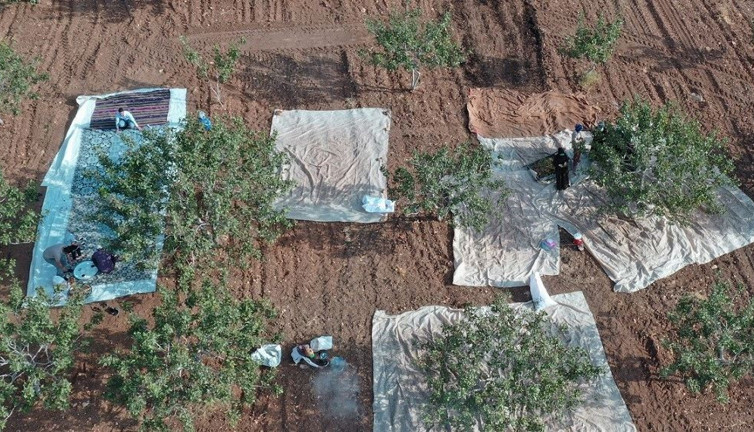 22 milyon ağaçtan toplanıyor kilosu 732 liraya kadar çıkıyor