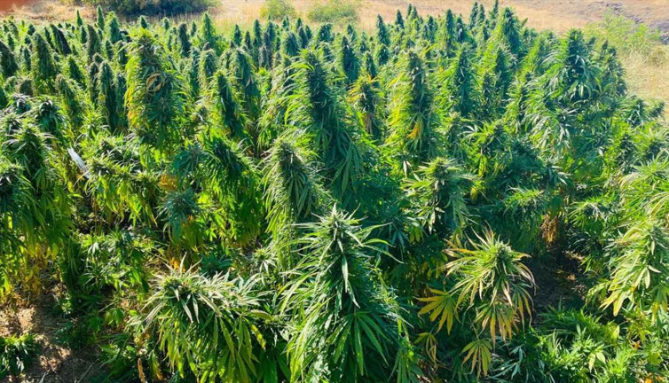 2 bin dekara ekildi hasadı başladı başka yere eken tutuklanıyor