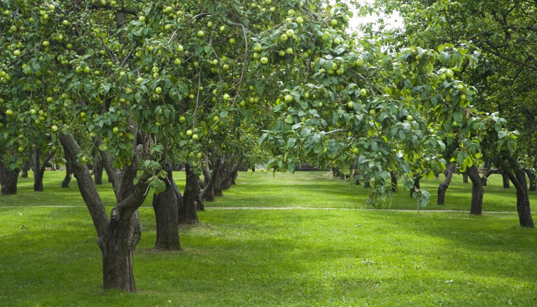 Meyvenin kraliçesinin hasadı başladı: Kilosu 15 lira. Kanserin her türüne savaş açtığı kanıtlandı