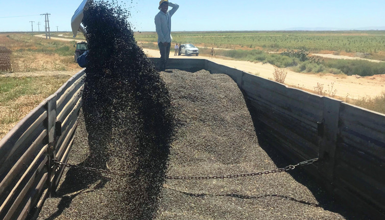 Tahıl ambarı ilimizde 640 bin dekara ekildi biçerdöverler toplamaya yetişemedi