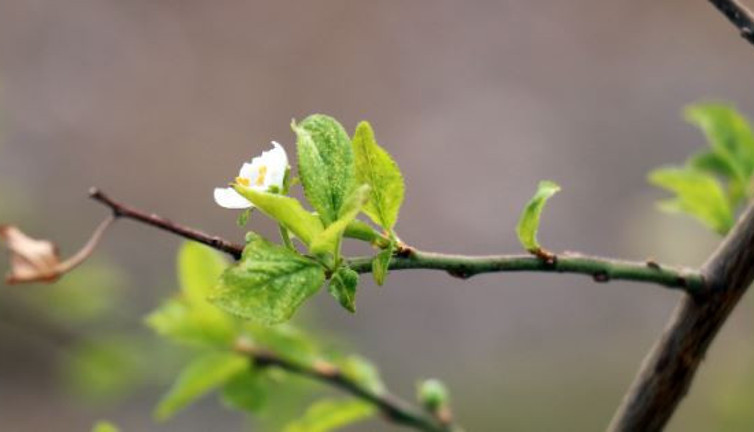 Mevsimi şaşıran meyve ağacı çiçek açtı