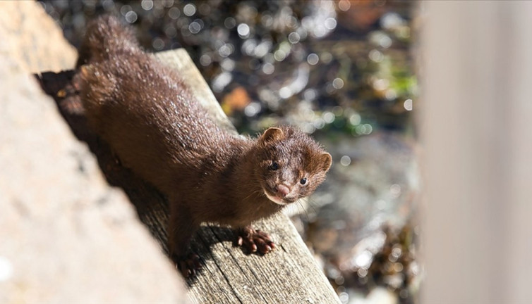 Finlandiya'da kuş gribi gerekçesiyle tüm hayvanları itlaf edecek